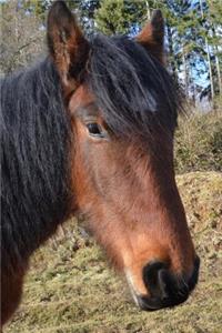 A Captivating Brown Horse with a Black Mane Portrait Equestrian Journal