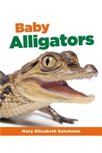 Baby Alligators