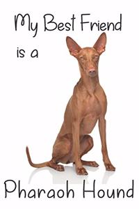 My best Friend is a Pharaoh Hound