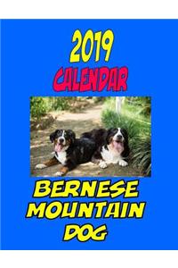 2019 Calendar Bernese Mountain Dog