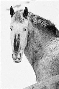 2019 Weekly Planner Winter Theme Horses In Snow 134 Pages