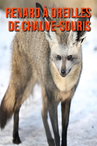 Renard à Oreilles de Chauve-Souris