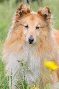 Adorable Sheltie Dog Portrait Journal