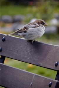 A Chubby Little Sparrow Perched on a Bench Journal