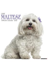 MALTESE 2020 WALL CALENDAR