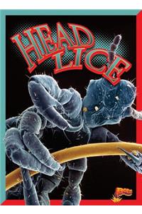 Head Lice