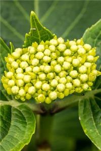 Hydrangea Flower Buds Journal