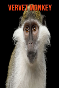 Vervet Monkey