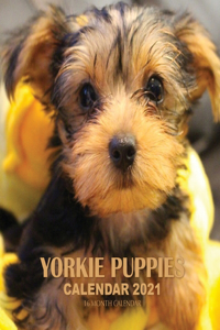 Yorkie Puppies Calendar 2021