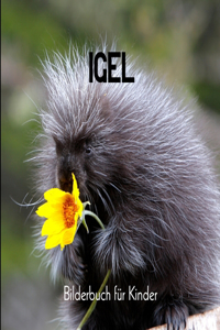 Igel