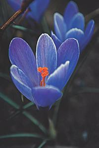 Blue Crocus Wildflowers