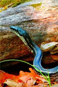 Friendly Snake Pretty Blank Lined Journal for daily thoughts notebook Lovely Lake Arrowhead Photograph