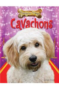 Cavachons