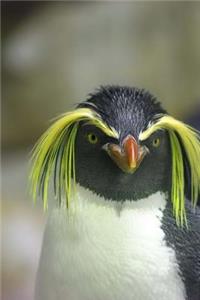 Disapproving Rockhopper Penguin Animal Journal