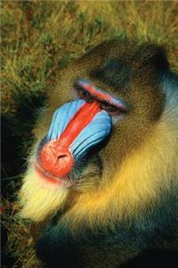 Mandrill Any Day Planner Notebook