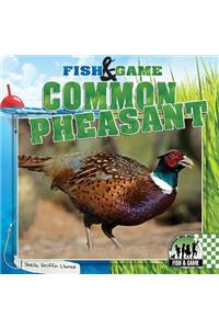 Common Pheasant