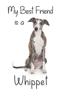 My best Friend is a Whippet