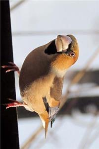 Hawkfinch in Bulgaria Journal