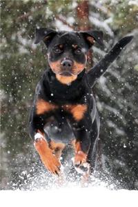 Rottweiler Racing in the Snow Journal