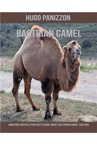 Bactrian Camel