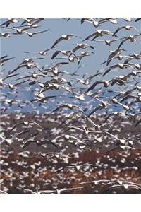 Seagulls Aloft Blank Book Lined Journal (8x10)