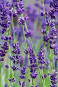 Wild Lavender - Blank Notebook