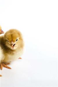 Chicken Breeding Notebook