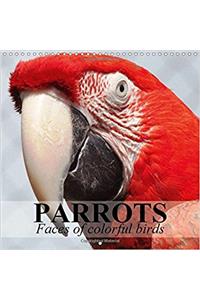 Parrots - Faces of Colorful Birds 2017