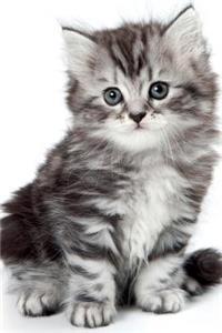 Cutest Kittens January Notebook & Journal. Productivity Work Planner & Idea Notepad: Brainstorm Thoughts, Self Discovery, to Do List