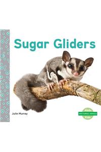 Sugar Gliders