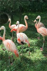 A Flock of Pink Flamingos Bird Journal