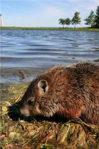 A Baby Groundhog in the Park Ottawa Ontario Canada Journal