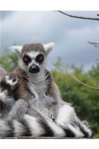 Lemurs