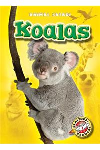Koalas