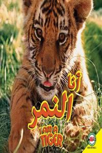 Tiger: Arabic-English Bilingual Edition