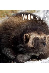 Living Wild: Wolverines