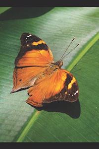 Schmetterling