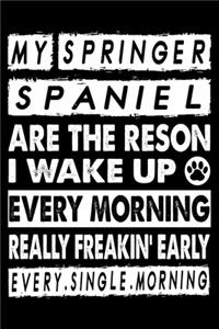 My Springer Spaniel Are The Reason I Wake Up Every Morning Really Freakin' Early Every.Single.Morning.