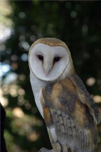 World Birds Atlas (Volume 2)