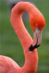 Flamingo Notebook 6x9 glossy softcover 150 lined pages