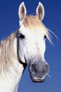 Equinoterapia: Caballos Terapeutas