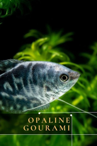 Opaline Gourami