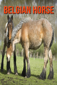 Belgian Horse
