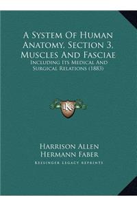 A System Of Human Anatomy, Section 3, Muscles And Fasciae