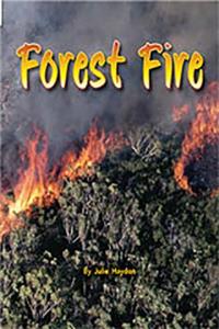 Forest Fire