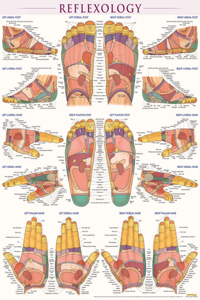 Reflexology Poster (22 X 28 Inches) - Laminated