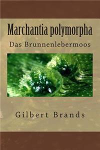 Marchantia polymorpha