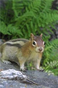 Golden-Mantled Ground Squirrel Jasper National Park Alberta Canada Journal