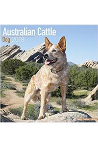 Australian Cattle Dog Calendar 2018