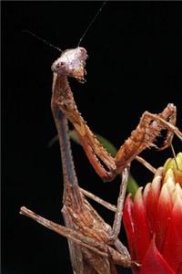 Praying Mantis Notebook